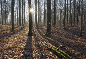 Deciduous forest in autumn, backlit with sun star