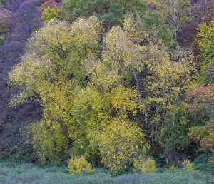 Deciduous forest, autumn colouring, Hesse, Germany
