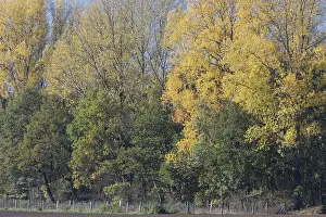 Deciduous forest in autumn, Hulser Bruch