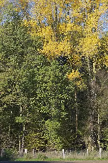 Deciduous forest in autumn, Hulser Bruch