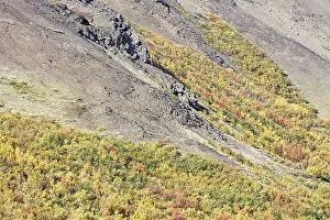 Deciduous forest in autumn, Iceland