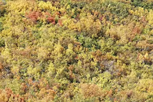 Deciduous forest in autumn, Iceland