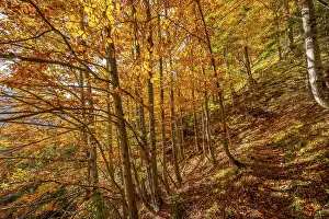 Deciduous forest in autumn, near Scharnitz