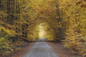 Deciduous forest in autumn, Spessart