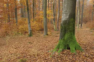 Deciduous forest in autumn, Spessart