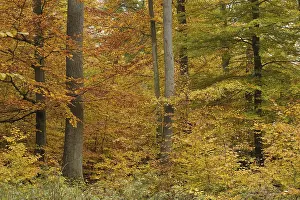Deciduous forest in autumn, Spessart