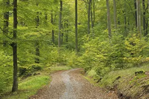 Deciduous forest in autumn, Spessart