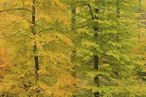 Deciduous forest in autumn, Spessart