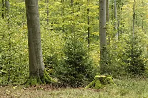 Deciduous forest in autumn, Spessart