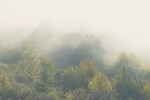 Deciduous forest in autumn, sunbeams penetrate the rising fog