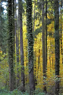 Deciduous forest in autumn, trees overgrown with ivy