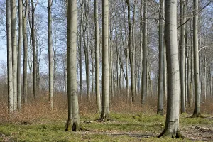Deciduous forest, bare copper beech (Fagus sylvatica)