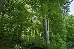 Deciduous forest with beech and maple trees