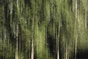 Deciduous forest with black poplar (Populus nigra)