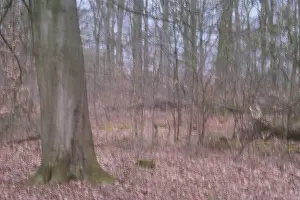 Deciduous forest, blurred, long exposure