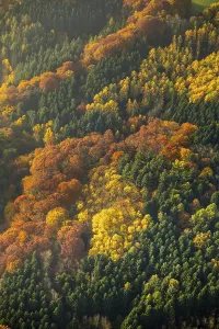 Deciduous forest and colorful autumn leaves