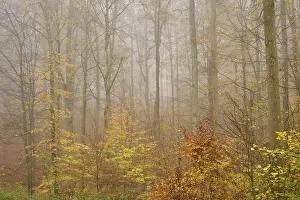 Deciduous forest, Colourful, Fog