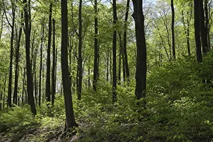 Deciduous forest with copper beech (Fagus silvatica)