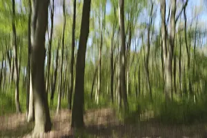 Deciduous forest with copper beech (Fagus silvatica)
