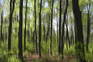 Deciduous forest with copper beech (Fagus silvatica)