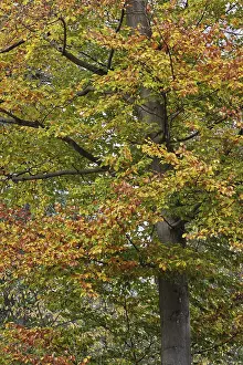 Deciduous forest with copper beech (Fagus silvatica)
