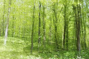 Deciduous forest with copper beech (Fagus silvatica)