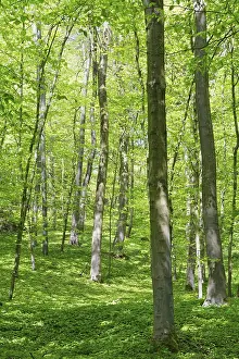 Framed Print : Deciduous forest with copper beech (Fagus silvatica)