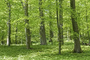 Framed Print : Deciduous forest with copper beech (Fagus silvatica)