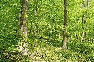 Deciduous forest with copper beech (Fagus silvatica)