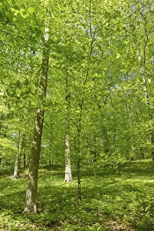 Deciduous forest with copper beech (Fagus silvatica)