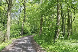 Deciduous forest with copper beech (Fagus silvatica) and English oak (Quercus robur)