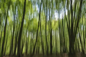 Deciduous forest with copper beeches (Fagus silvatica)