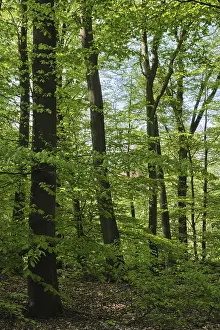 Deciduous forest with copper beeches (Fagus silvatica)
