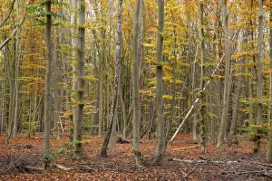 Deciduous forest with copper beeches (Fagus silvatica) in autumn