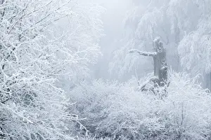 Deciduous forest covered with snow