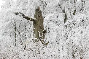 Deciduous forest covered with snow
