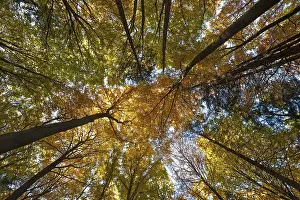 Deciduous forest with European beech (Fagus sylvatica) trees in autumn