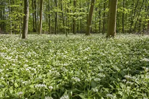 Deciduous forest with flowering ramsons (Allium ursinum)