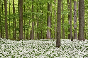 Deciduous forest with flowering wild garlic (Allium ursinum)