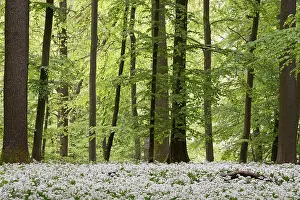Deciduous forest with flowering wild garlic (Allium ursinum)