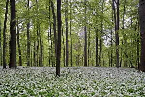 Deciduous forest with flowering wild garlic (Allium ursinum)