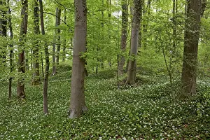 Deciduous forest with flowering wild garlic (Allium ursinum)