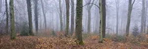 Deciduous forest in the fog, beech forest