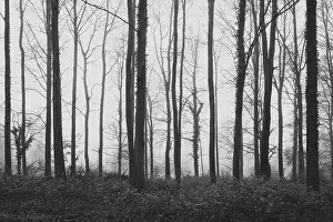 Deciduous forest in the fog, beech forest