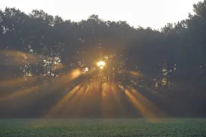 Deciduous forest in the fog flooded by sun rays