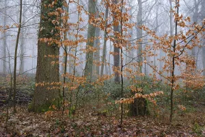 Deciduous forest in the fog, North Rhine-Westphalia