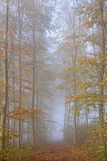 Deciduous forest, forest path leads through autumn forest