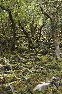 Deciduous forest in Glenveagh National Park