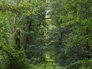 Deciduous forest and hiking trail in the Spreewald biosphere reserve