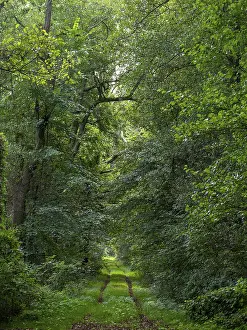 Deciduous forest and hiking trail in the Spreewald biosphere reserve